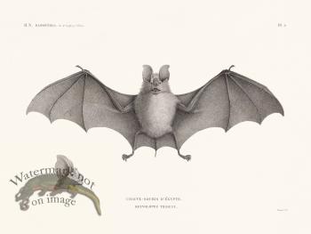 Bats of the World 08